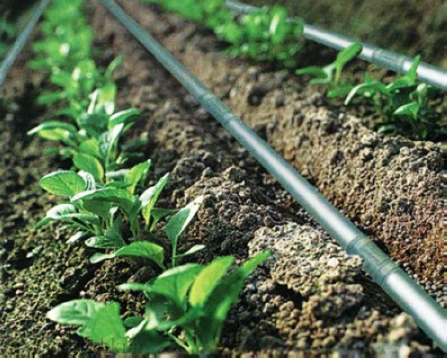 آبیاری قطره ای هوشمند در اصفهان